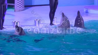 在水上公园表演海豚馆、海豚表演和表演，海豚在游泳表演中翻水